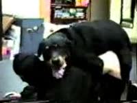 Hot dog porno with curvy brunette chick 